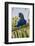 Brazil. Hyacinth macaw in the Pantanal.-Ralph H. Bendjebar-Framed Photographic Print