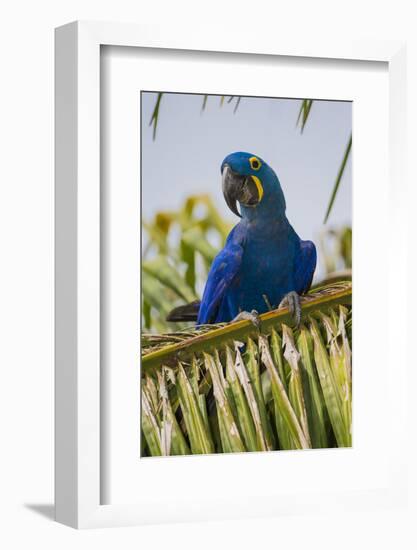 Brazil. Hyacinth macaw in the Pantanal.-Ralph H. Bendjebar-Framed Photographic Print