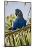 Brazil. Hyacinth macaw in the Pantanal.-Ralph H. Bendjebar-Mounted Photographic Print
