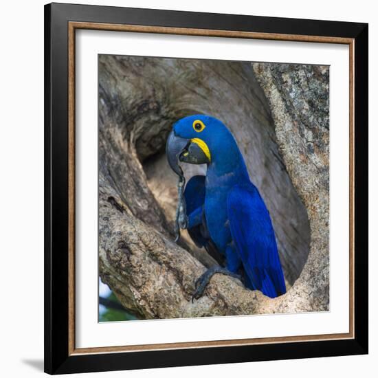 Brazil. Hyacinth macaw in the Pantanal.-Ralph H. Bendjebar-Framed Photographic Print