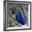 Brazil. Hyacinth macaw in the Pantanal.-Ralph H. Bendjebar-Framed Premium Photographic Print