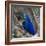 Brazil. Hyacinth macaw in the Pantanal.-Ralph H. Bendjebar-Framed Premium Photographic Print