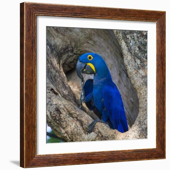 Brazil. Hyacinth macaw in the Pantanal.-Ralph H. Bendjebar-Framed Premium Photographic Print