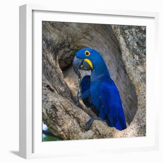 Brazil. Hyacinth macaw in the Pantanal.-Ralph H. Bendjebar-Framed Premium Photographic Print