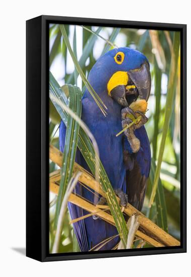 Brazil. Hyacinth macaw in the Pantanal.-Ralph H. Bendjebar-Framed Premier Image Canvas
