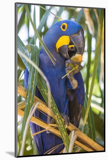 Brazil. Hyacinth macaw in the Pantanal.-Ralph H. Bendjebar-Mounted Photographic Print