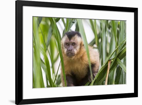 Brazil, Mato Grosso do Sul, Bonito. Portrait of a brown capuchin monkey, Cebus apella.-Ellen Goff-Framed Premium Photographic Print