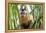 Brazil, Mato Grosso do Sul, Bonito. Portrait of a brown capuchin monkey, Cebus apella.-Ellen Goff-Framed Premier Image Canvas