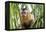 Brazil, Mato Grosso do Sul, Bonito. Portrait of a brown capuchin monkey, Cebus apella.-Ellen Goff-Framed Premier Image Canvas