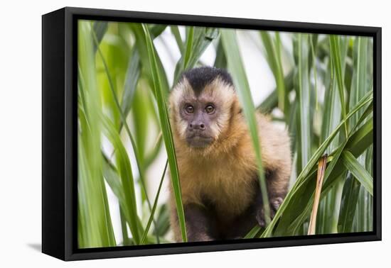 Brazil, Mato Grosso do Sul, Bonito. Portrait of a brown capuchin monkey, Cebus apella.-Ellen Goff-Framed Premier Image Canvas