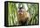 Brazil, Mato Grosso do Sul, Bonito. Portrait of a brown capuchin monkey, Cebus apella.-Ellen Goff-Framed Premier Image Canvas