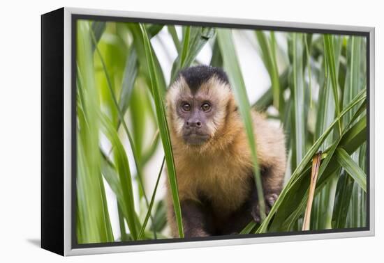 Brazil, Mato Grosso do Sul, Bonito. Portrait of a brown capuchin monkey, Cebus apella.-Ellen Goff-Framed Premier Image Canvas