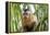 Brazil, Mato Grosso do Sul, Bonito. Portrait of a brown capuchin monkey, Cebus apella.-Ellen Goff-Framed Premier Image Canvas