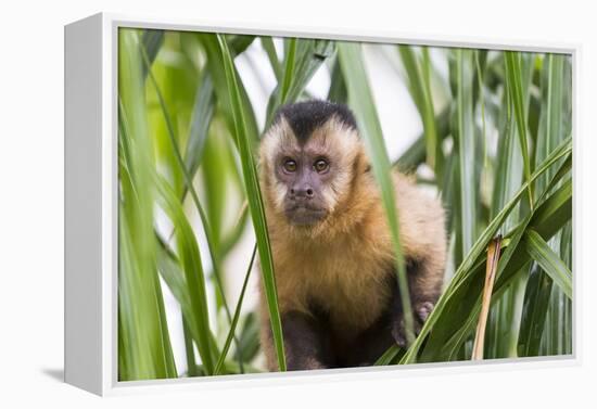 Brazil, Mato Grosso do Sul, Bonito. Portrait of a brown capuchin monkey, Cebus apella.-Ellen Goff-Framed Premier Image Canvas