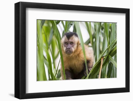Brazil, Mato Grosso do Sul, Bonito. Portrait of a brown capuchin monkey, Cebus apella.-Ellen Goff-Framed Photographic Print