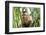 Brazil, Mato Grosso do Sul, Bonito. Portrait of a brown capuchin monkey, Cebus apella.-Ellen Goff-Framed Photographic Print