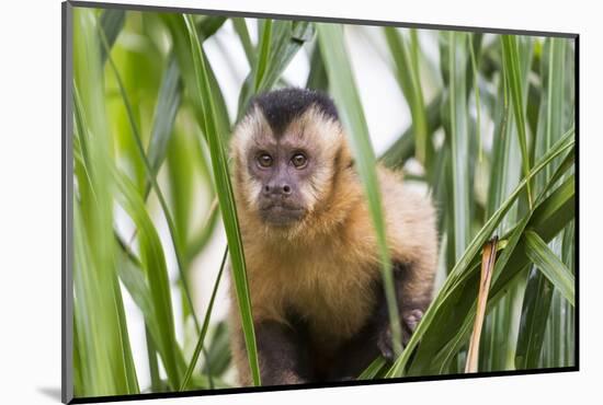 Brazil, Mato Grosso do Sul, Bonito. Portrait of a brown capuchin monkey, Cebus apella.-Ellen Goff-Mounted Photographic Print