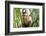 Brazil, Mato Grosso do Sul, Bonito. Portrait of a brown capuchin monkey, Cebus apella.-Ellen Goff-Framed Photographic Print