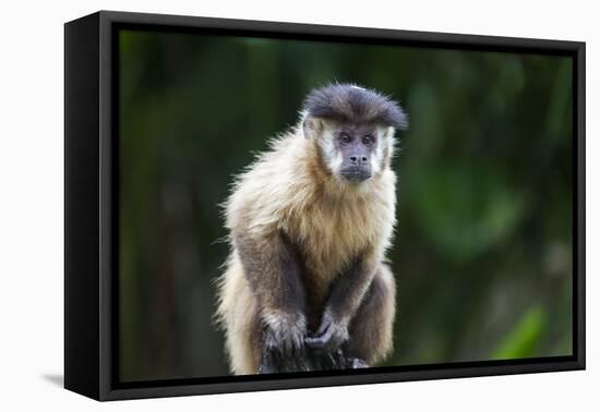 Brazil, Mato Grosso do Sul, Bonito. Portrait of a brown capuchin monkey.-Ellen Goff-Framed Premier Image Canvas
