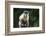 Brazil, Mato Grosso do Sul, Bonito. Portrait of a brown capuchin monkey.-Ellen Goff-Framed Photographic Print