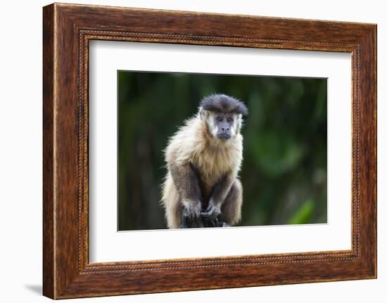 Brazil, Mato Grosso do Sul, Bonito. Portrait of a brown capuchin monkey.-Ellen Goff-Framed Photographic Print