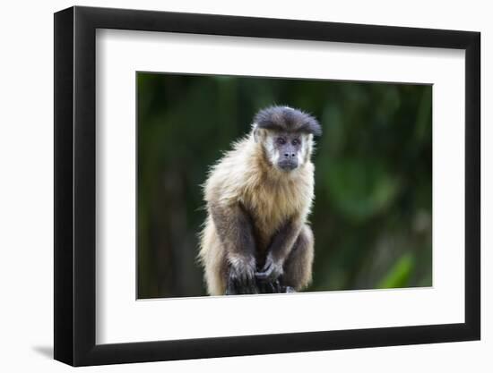 Brazil, Mato Grosso do Sul, Bonito. Portrait of a brown capuchin monkey.-Ellen Goff-Framed Photographic Print