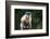 Brazil, Mato Grosso do Sul, Bonito. Portrait of a brown capuchin monkey.-Ellen Goff-Framed Photographic Print