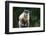 Brazil, Mato Grosso do Sul, Bonito. Portrait of a brown capuchin monkey.-Ellen Goff-Framed Photographic Print