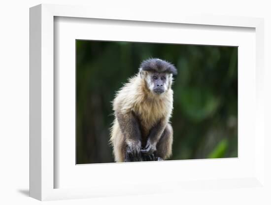 Brazil, Mato Grosso do Sul, Bonito. Portrait of a brown capuchin monkey.-Ellen Goff-Framed Photographic Print