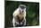 Brazil, Mato Grosso do Sul, Bonito. Portrait of a brown capuchin monkey.-Ellen Goff-Mounted Photographic Print