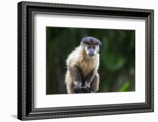 Brazil, Mato Grosso do Sul, Bonito. Portrait of a brown capuchin monkey.-Ellen Goff-Framed Photographic Print