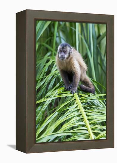 Brazil, Mato Grosso do Sul, Bonito. Portrait of a brown capuchin monkey.-Ellen Goff-Framed Premier Image Canvas