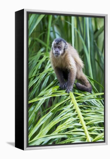 Brazil, Mato Grosso do Sul, Bonito. Portrait of a brown capuchin monkey.-Ellen Goff-Framed Premier Image Canvas