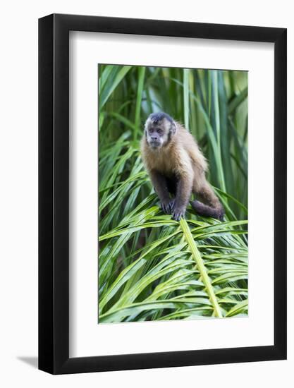 Brazil, Mato Grosso do Sul, Bonito. Portrait of a brown capuchin monkey.-Ellen Goff-Framed Photographic Print