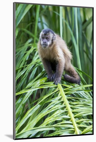 Brazil, Mato Grosso do Sul, Bonito. Portrait of a brown capuchin monkey.-Ellen Goff-Mounted Photographic Print