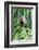 Brazil, Mato Grosso do Sul, Bonito. Portrait of a brown capuchin monkey.-Ellen Goff-Framed Photographic Print