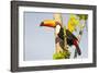 Brazil, Mato Grosso, the Pantanal. a Toco Toucan in a Papaya Tree-Ellen Goff-Framed Photographic Print