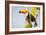 Brazil, Mato Grosso, the Pantanal. a Toco Toucan in a Papaya Tree-Ellen Goff-Framed Photographic Print