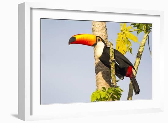 Brazil, Mato Grosso, the Pantanal. a Toco Toucan in a Papaya Tree-Ellen Goff-Framed Photographic Print