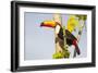 Brazil, Mato Grosso, the Pantanal. a Toco Toucan in a Papaya Tree-Ellen Goff-Framed Photographic Print