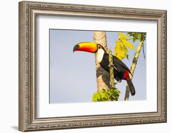 Brazil, Mato Grosso, the Pantanal. a Toco Toucan in a Papaya Tree-Ellen Goff-Framed Photographic Print