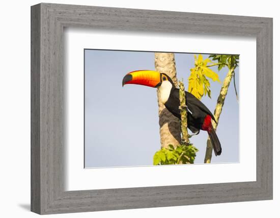 Brazil, Mato Grosso, the Pantanal. a Toco Toucan in a Papaya Tree-Ellen Goff-Framed Photographic Print