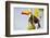 Brazil, Mato Grosso, the Pantanal. a Toco Toucan in a Papaya Tree-Ellen Goff-Framed Photographic Print