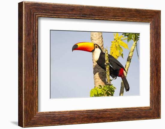 Brazil, Mato Grosso, the Pantanal. a Toco Toucan in a Papaya Tree-Ellen Goff-Framed Photographic Print