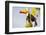 Brazil, Mato Grosso, the Pantanal. a Toco Toucan in a Papaya Tree-Ellen Goff-Framed Photographic Print