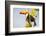 Brazil, Mato Grosso, the Pantanal. a Toco Toucan in a Papaya Tree-Ellen Goff-Framed Photographic Print