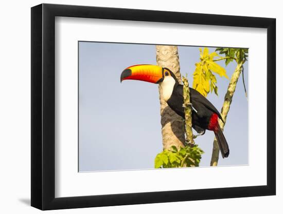 Brazil, Mato Grosso, the Pantanal. a Toco Toucan in a Papaya Tree-Ellen Goff-Framed Photographic Print