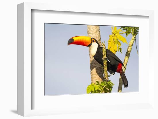 Brazil, Mato Grosso, the Pantanal. a Toco Toucan in a Papaya Tree-Ellen Goff-Framed Photographic Print