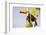 Brazil, Mato Grosso, the Pantanal. a Toco Toucan in a Papaya Tree-Ellen Goff-Framed Photographic Print