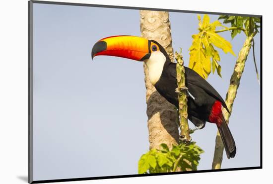 Brazil, Mato Grosso, the Pantanal. a Toco Toucan in a Papaya Tree-Ellen Goff-Mounted Photographic Print